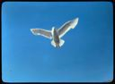 Image of Glaucous Gull in Flight